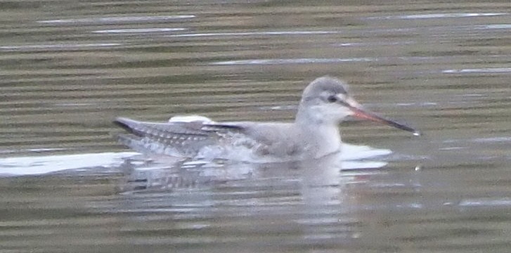 Spotted Redshank - ML646400053