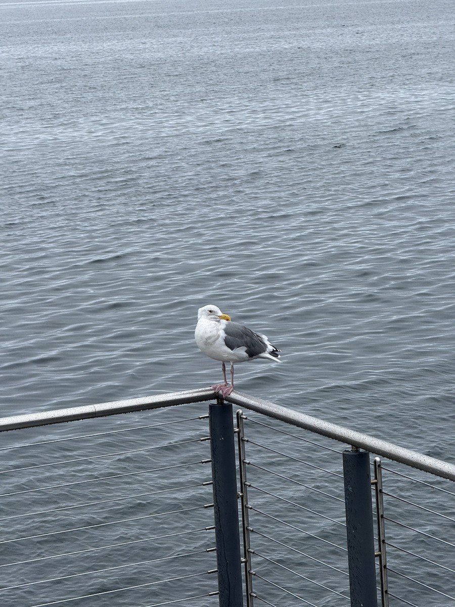 Western Gull - ML646400054