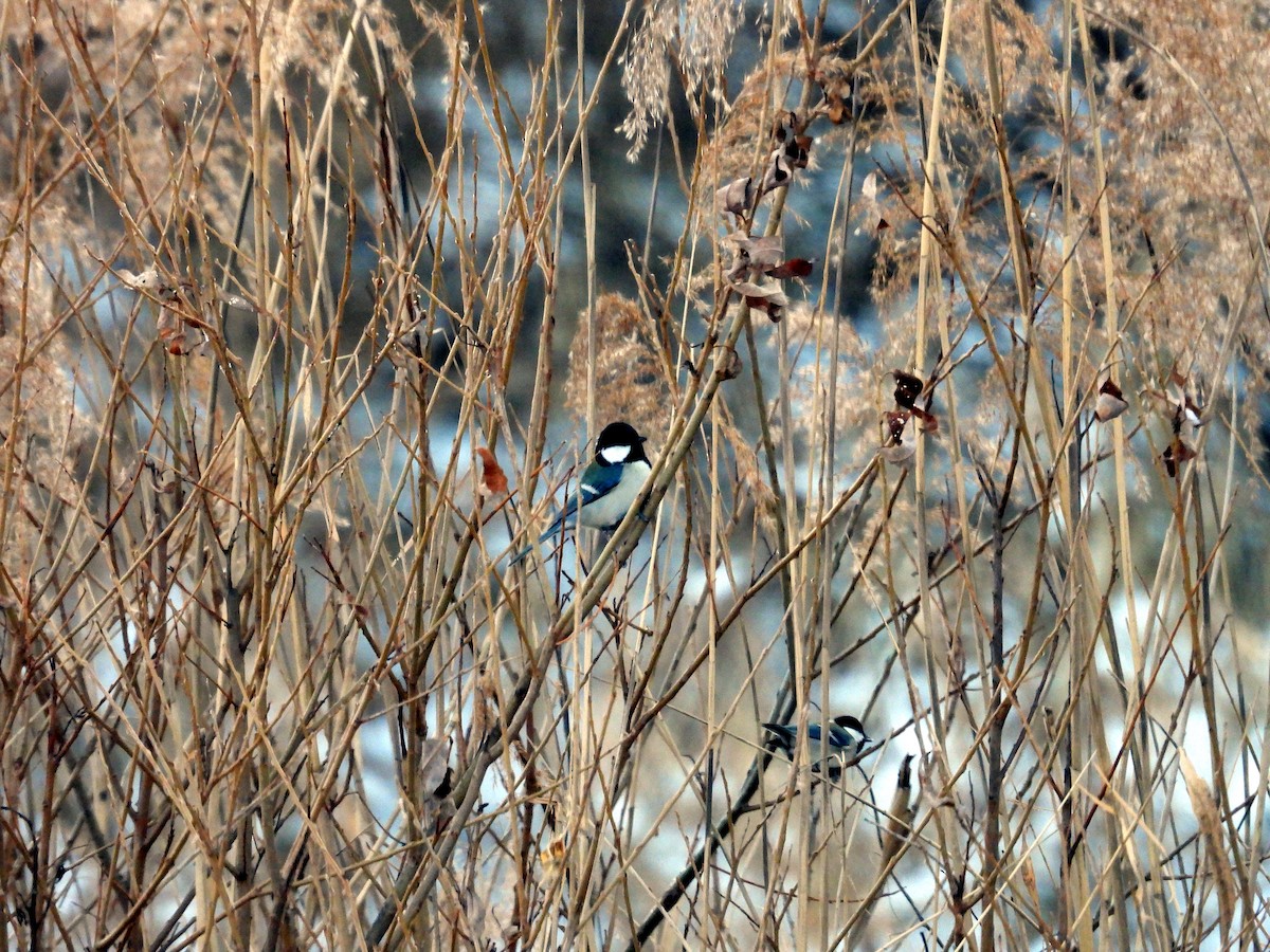 Asian Tit - ML646400055