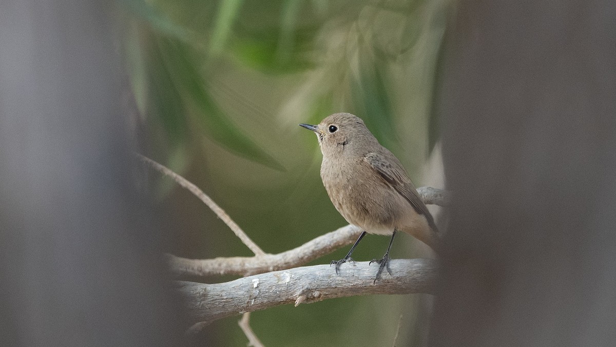 Мойлон гал сүүлт - ML646400056