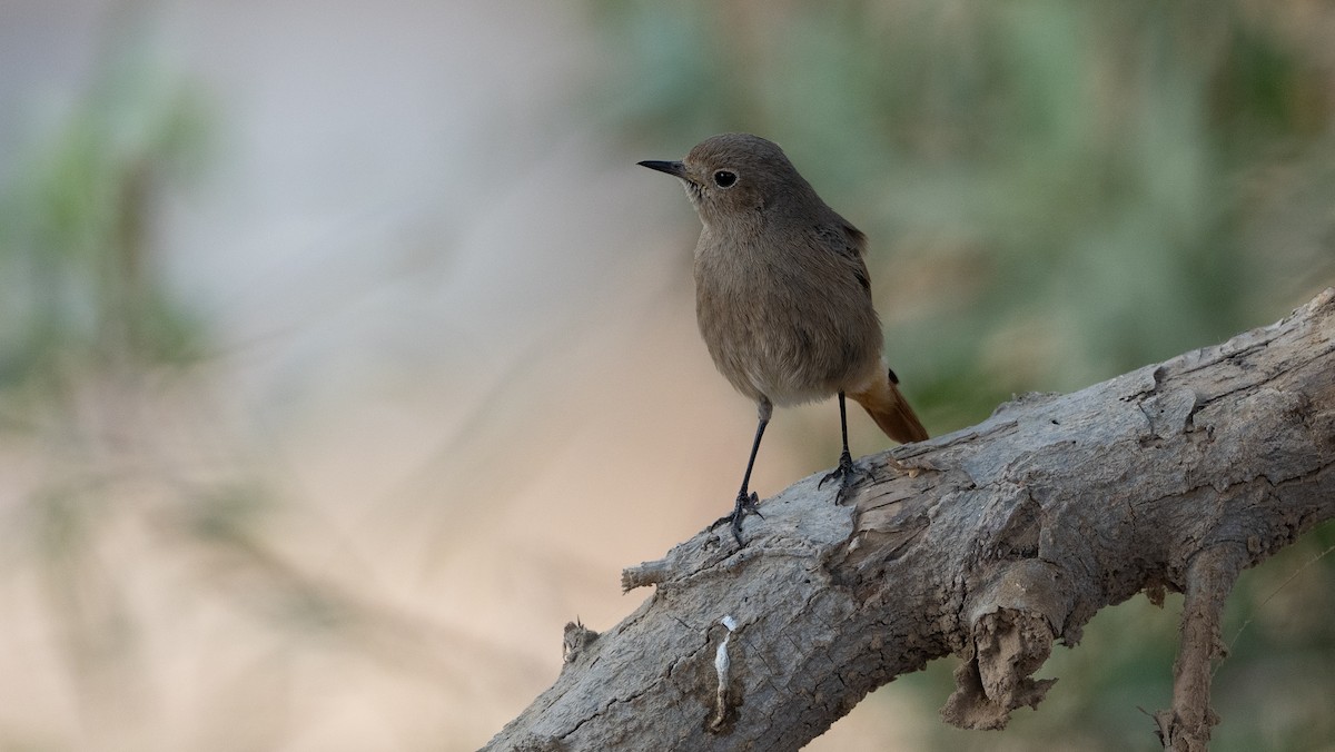 Мойлон гал сүүлт - ML646400057