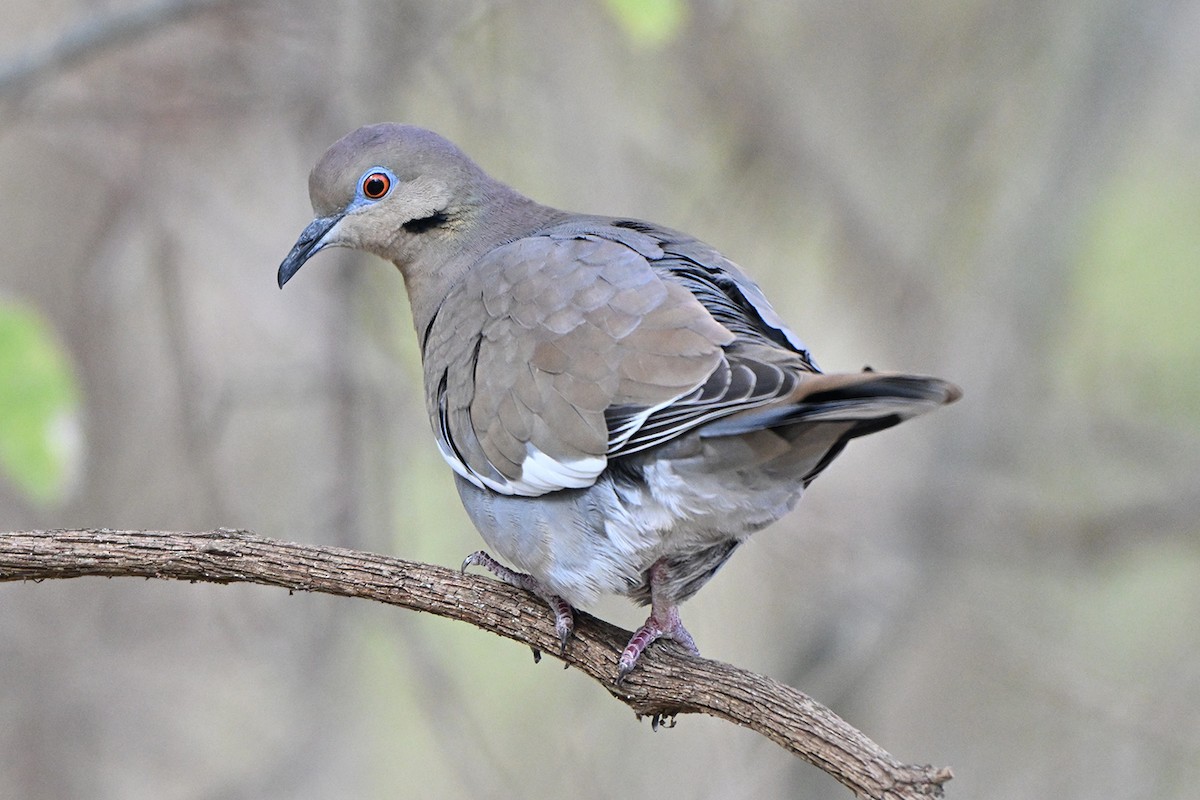 White-winged Dove - ML646400061