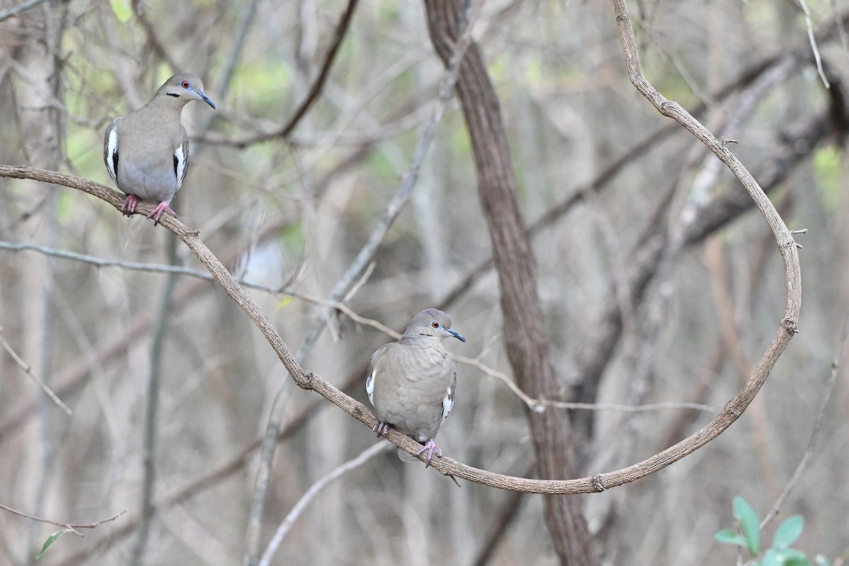 White-winged Dove - ML646400062