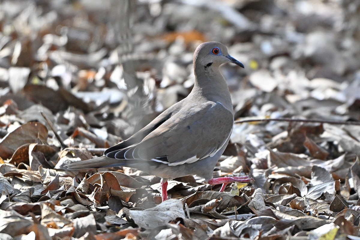 White-winged Dove - ML646400063