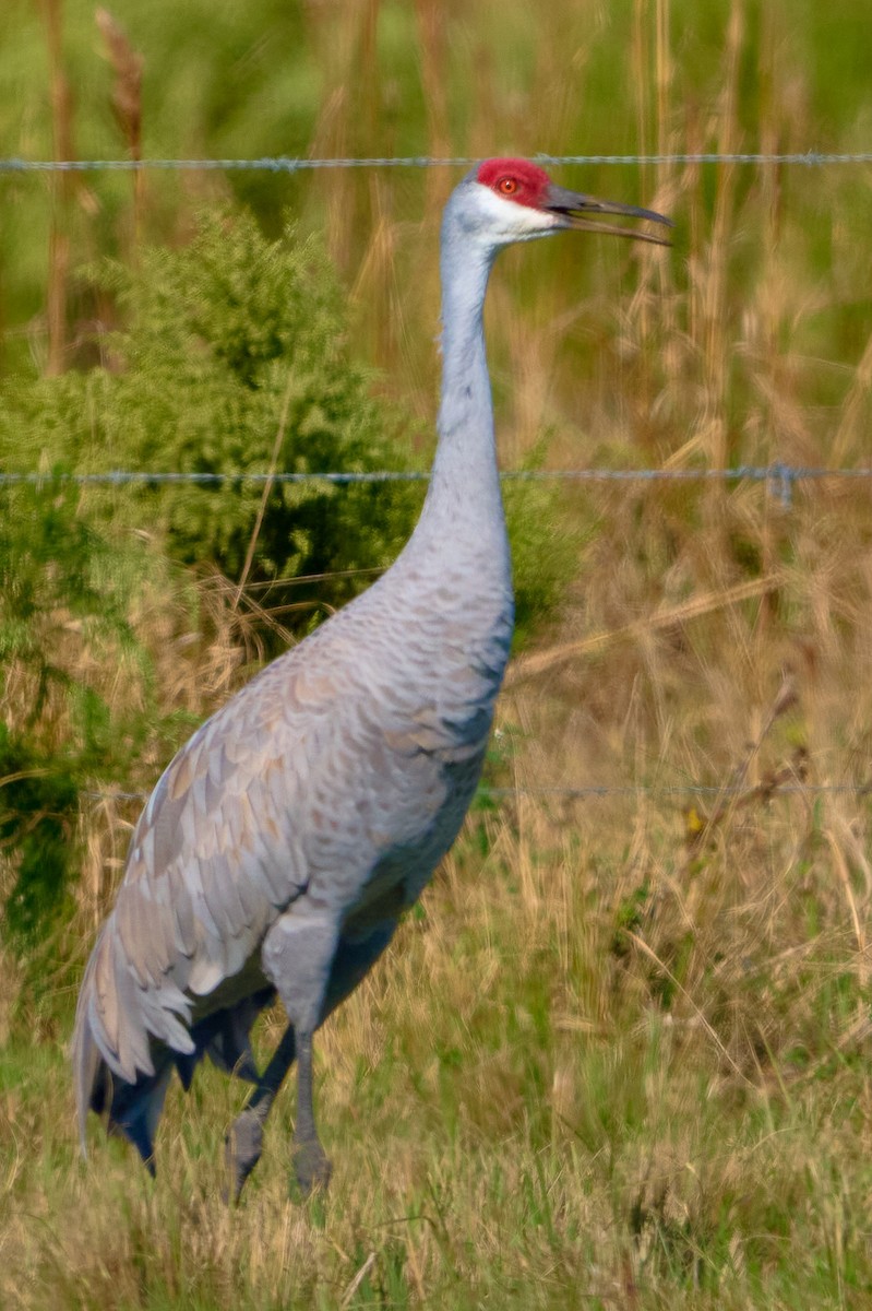Sandhill Crane - ML646400064
