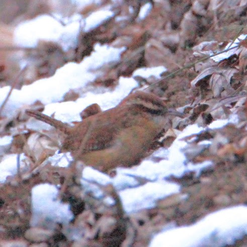 karolinasmett - ML646400066