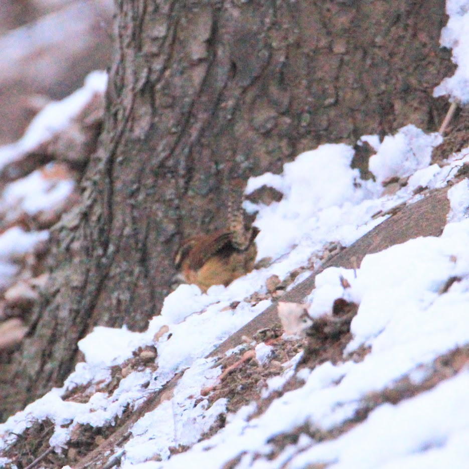 karolinasmett - ML646400067