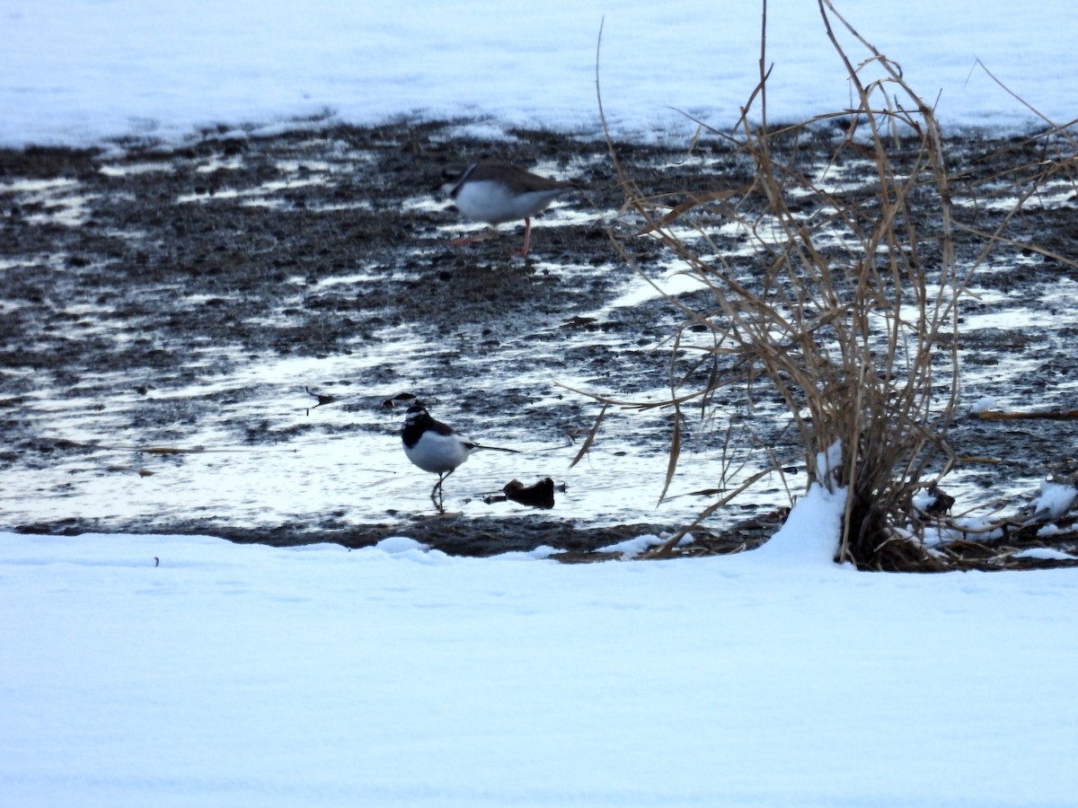 japanerle - ML646400068