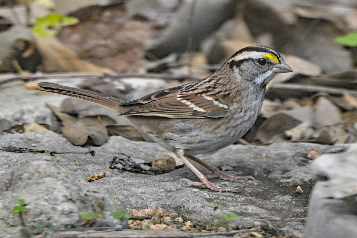 hvitstrupespurv - ML646400069