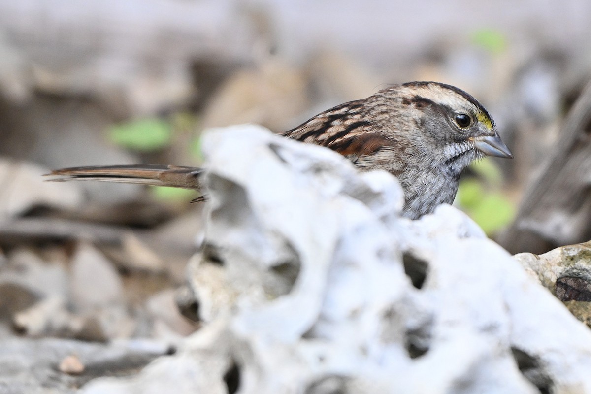 hvitstrupespurv - ML646400070