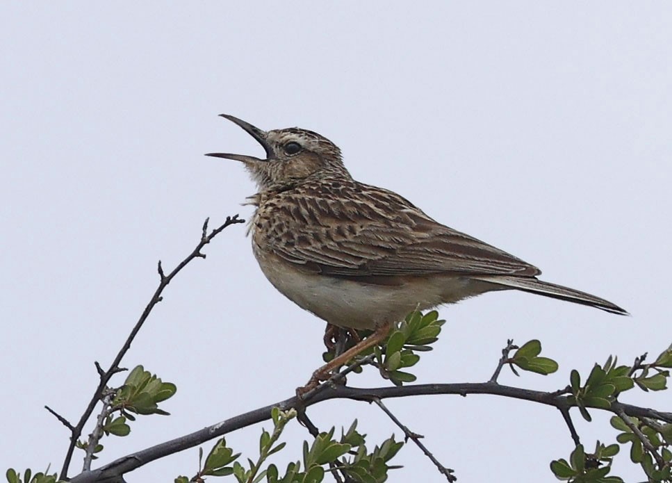 kortklolerke - ML646400073