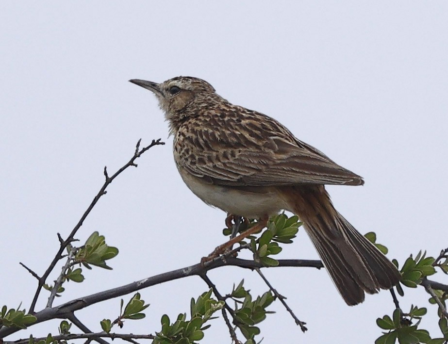 kortklolerke - ML646400074