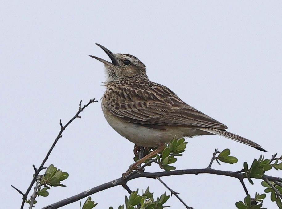 kortklolerke - ML646400075