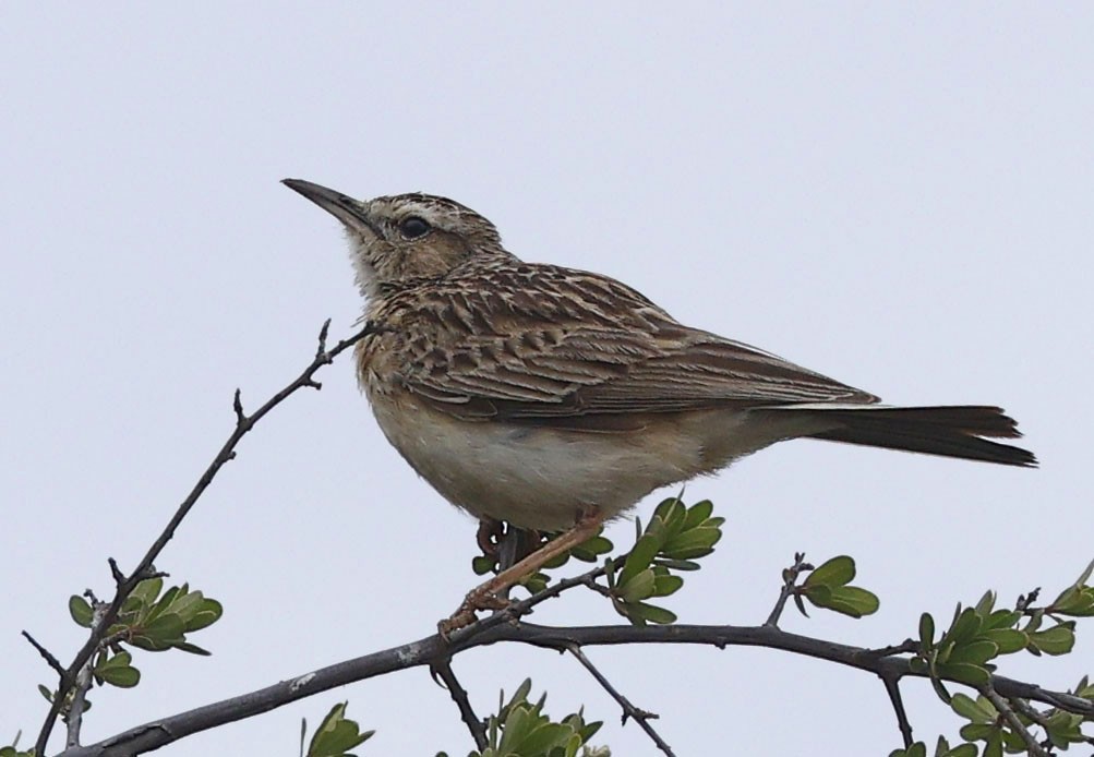 kortklolerke - ML646400076