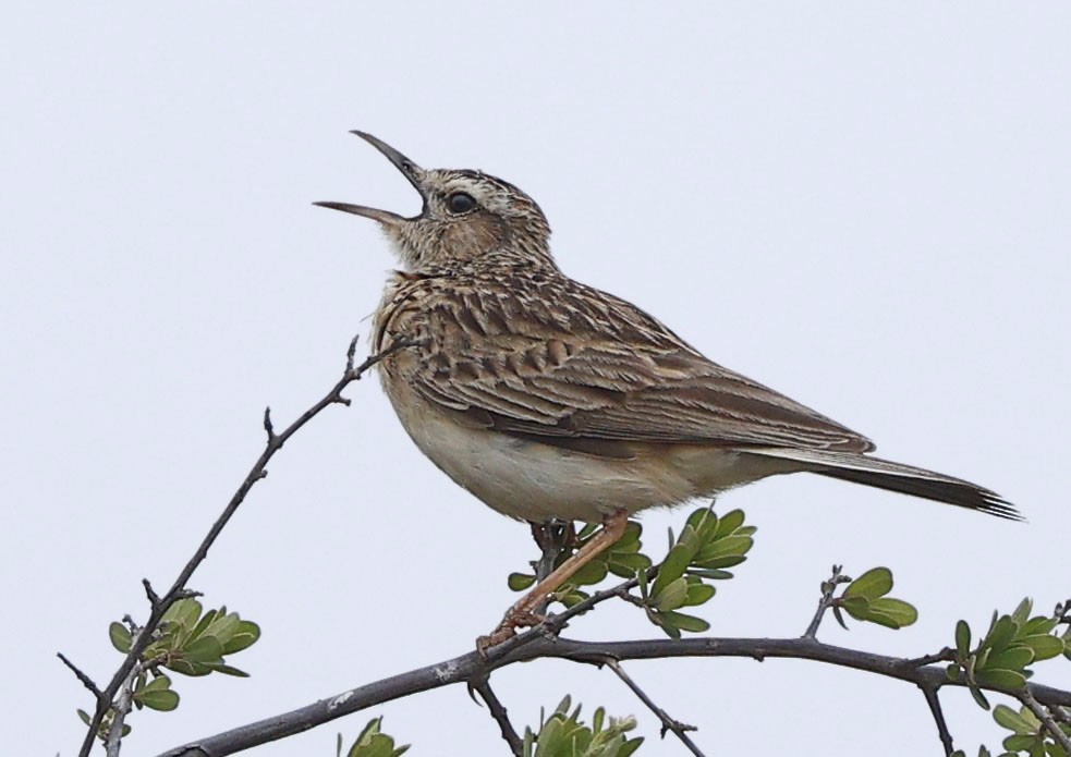 kortklolerke - ML646400077