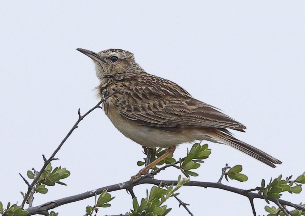 kortklolerke - ML646400078