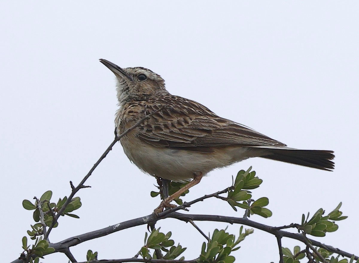 kortklolerke - ML646400079