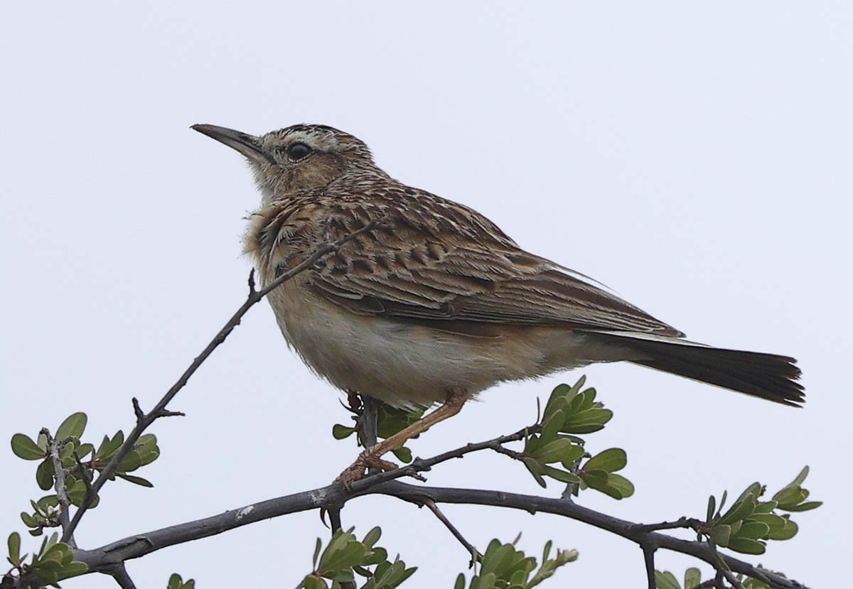 kortklolerke - ML646400080