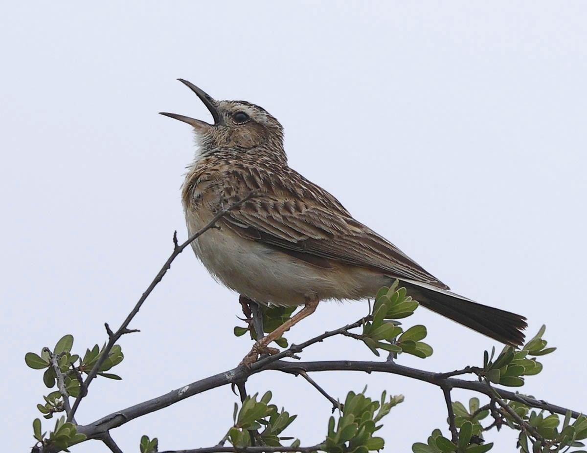 kortklolerke - ML646400081