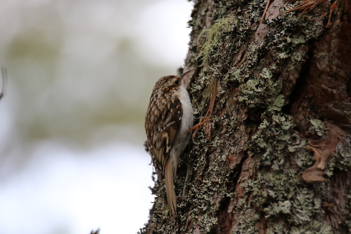 trekryper - ML646400082