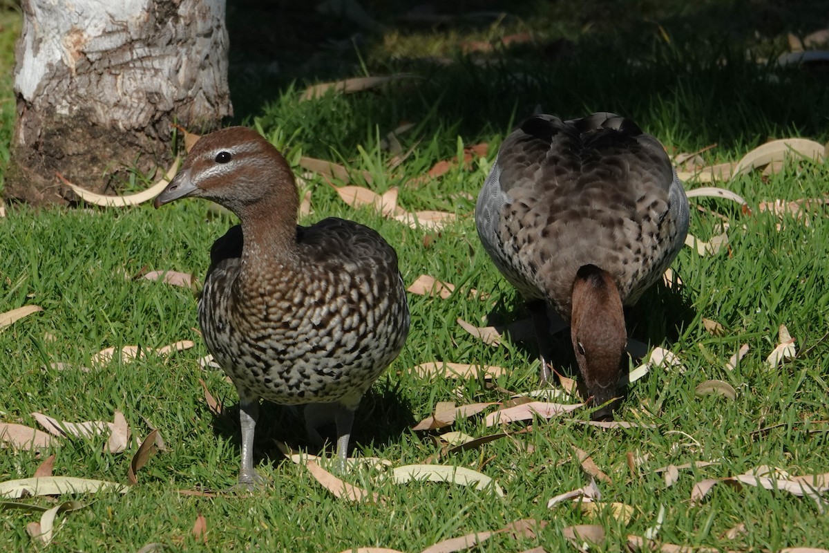 mankeand - ML646400083