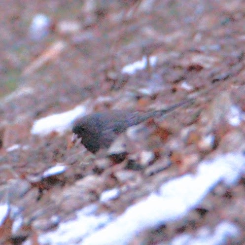 vinterjunko - ML646400084