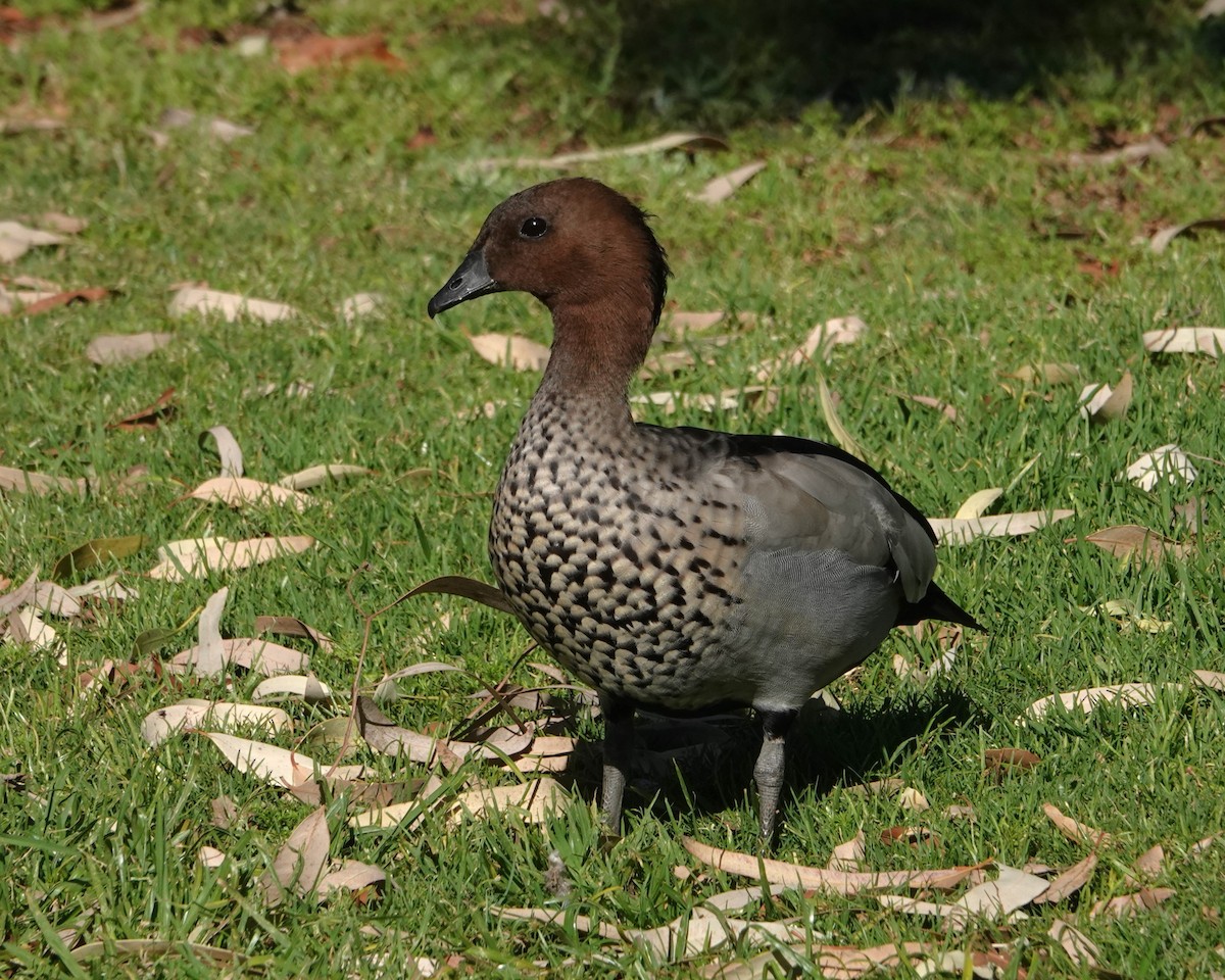 mankeand - ML646400085