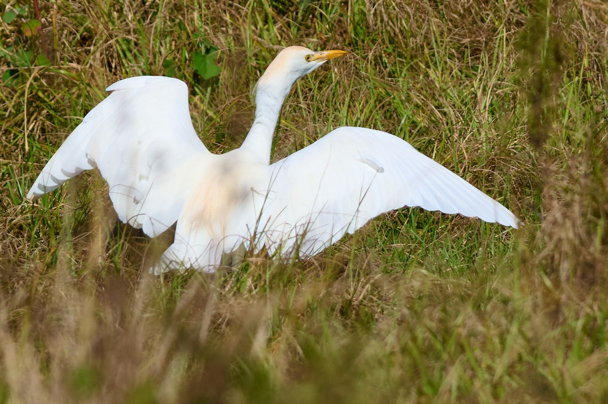 hvitibis - ML646400087