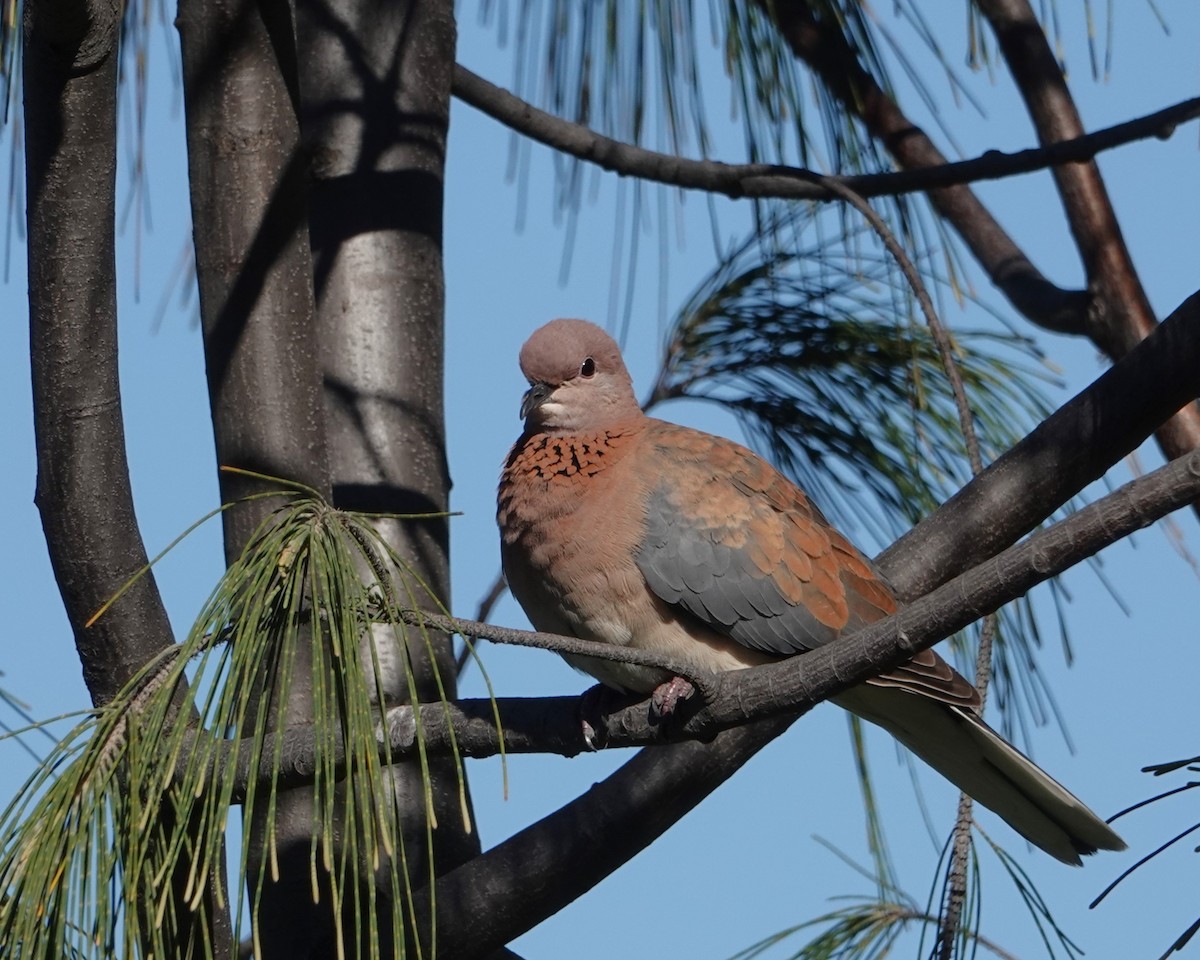 palmedue - ML646400091