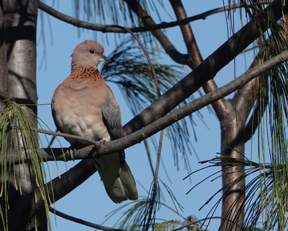 palmedue - ML646400092