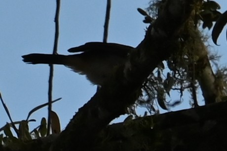 svartvingesaltator - ML646400093