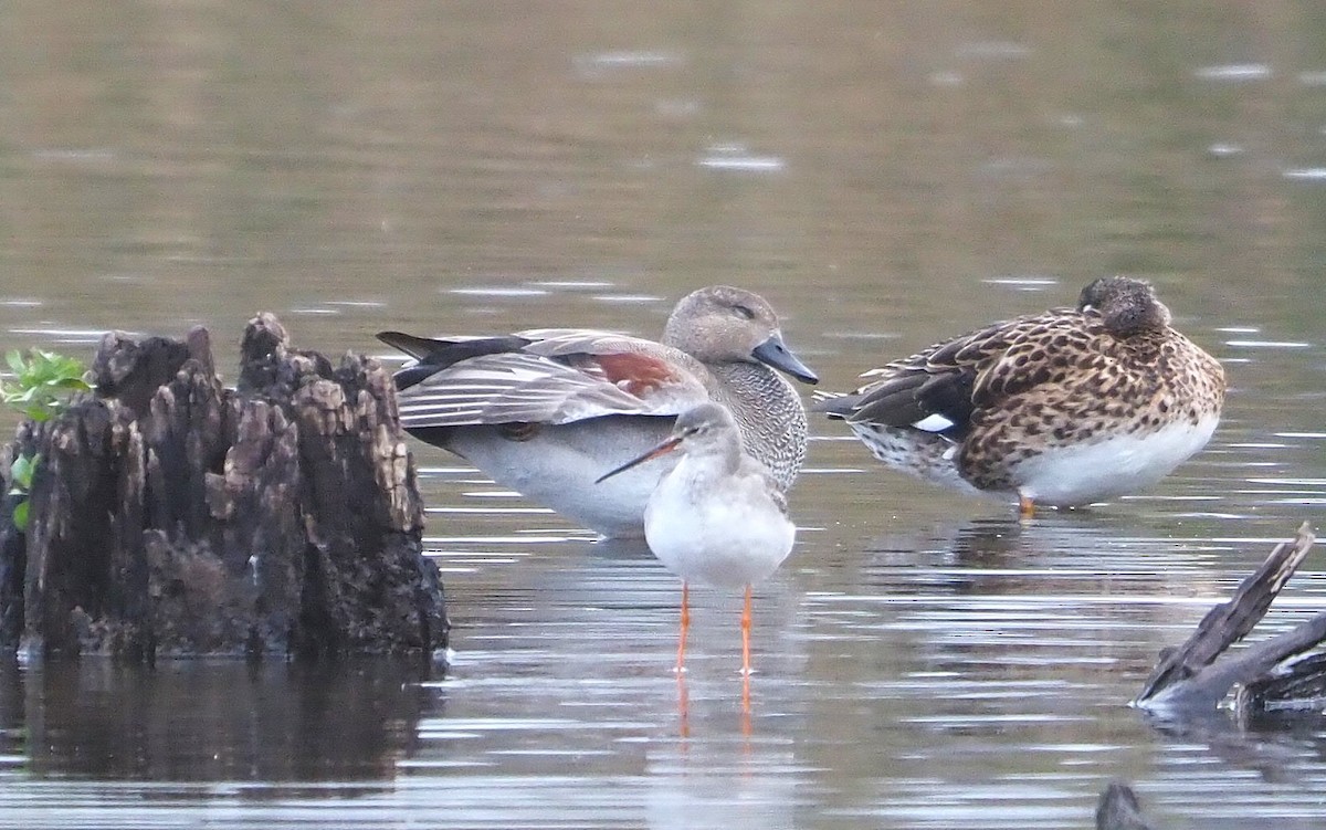 snadderand - ML646400094