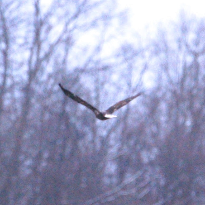 hvithodehavørn - ML646400096