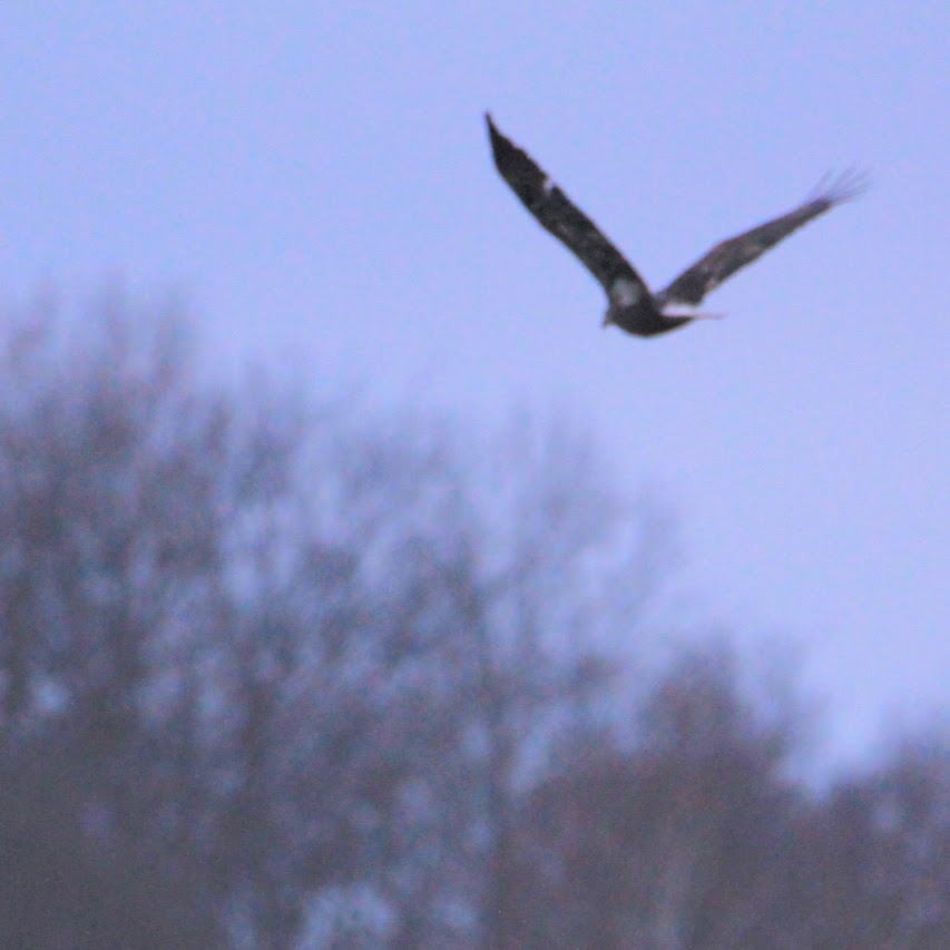 hvithodehavørn - ML646400097