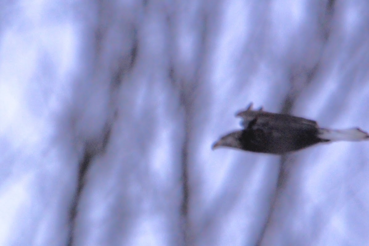 hvithodehavørn - ML646400098