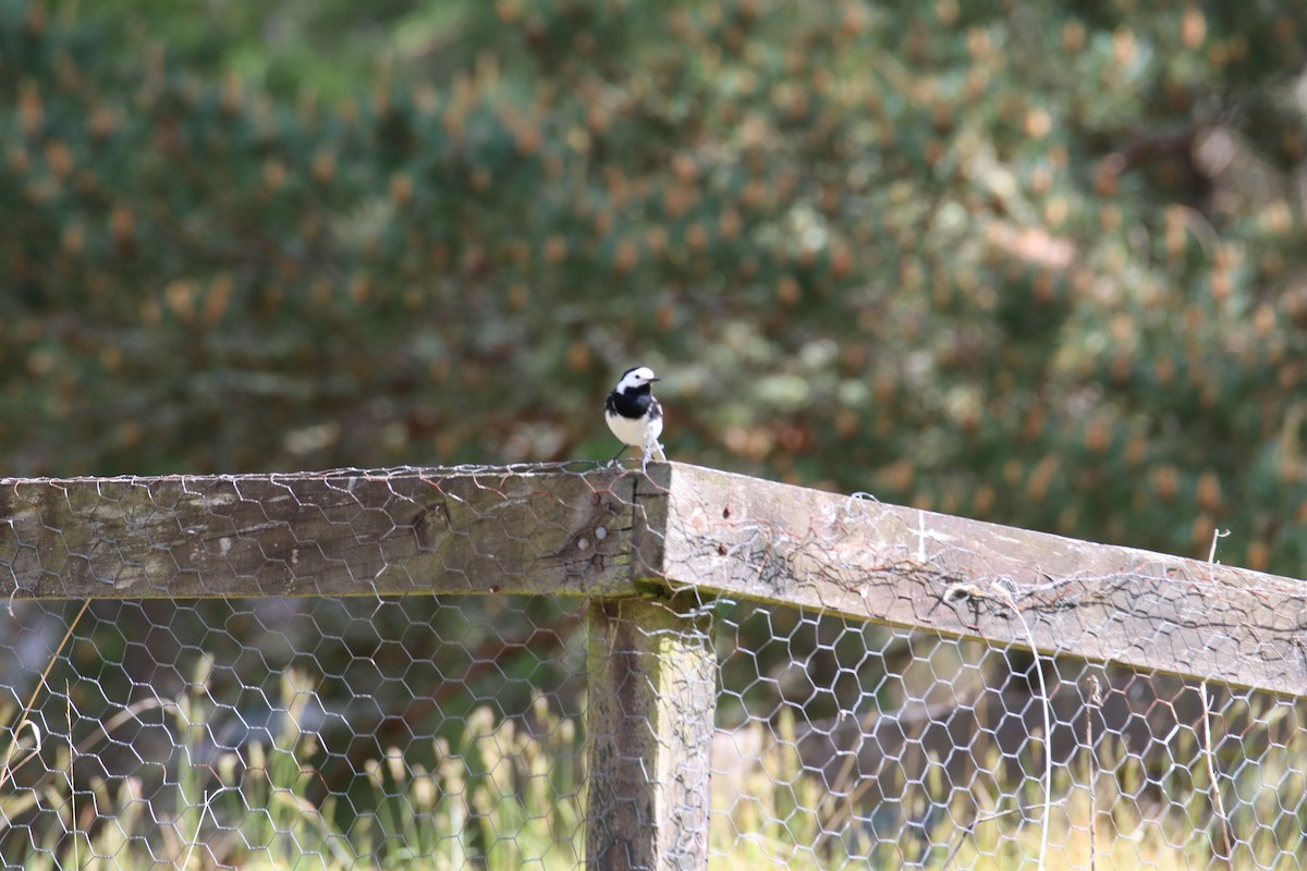 konipas bílý - ML646400099