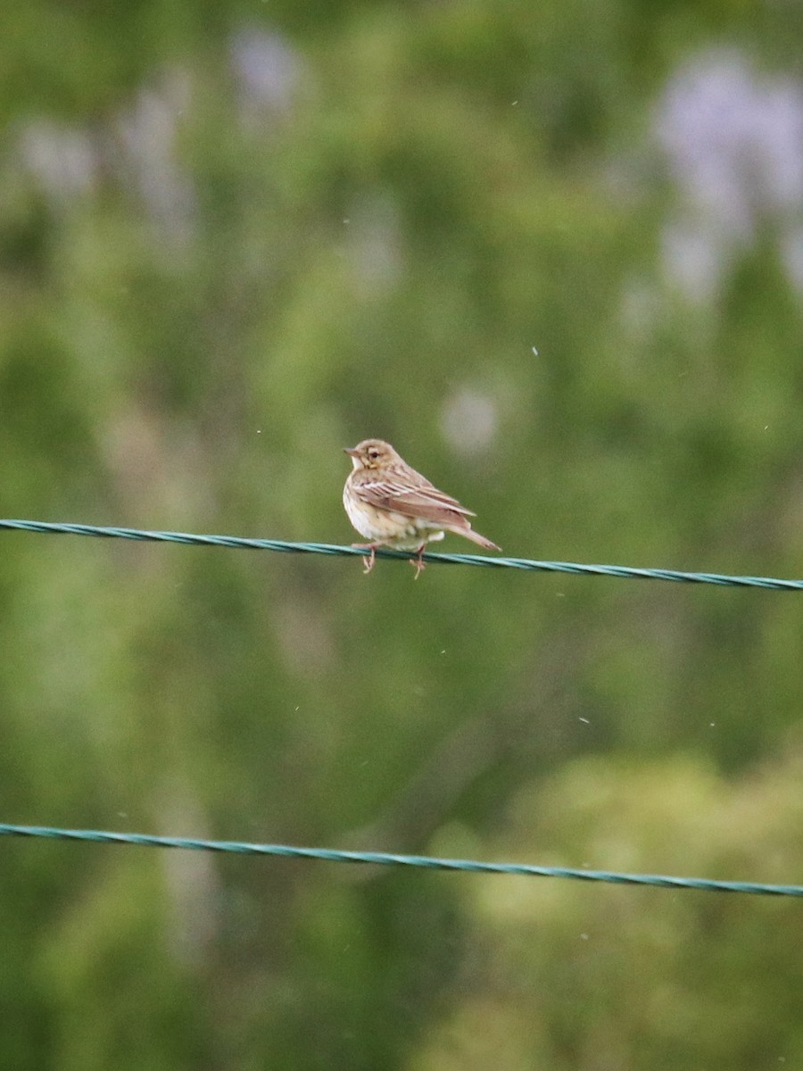 Tree Pipit - ML646400100