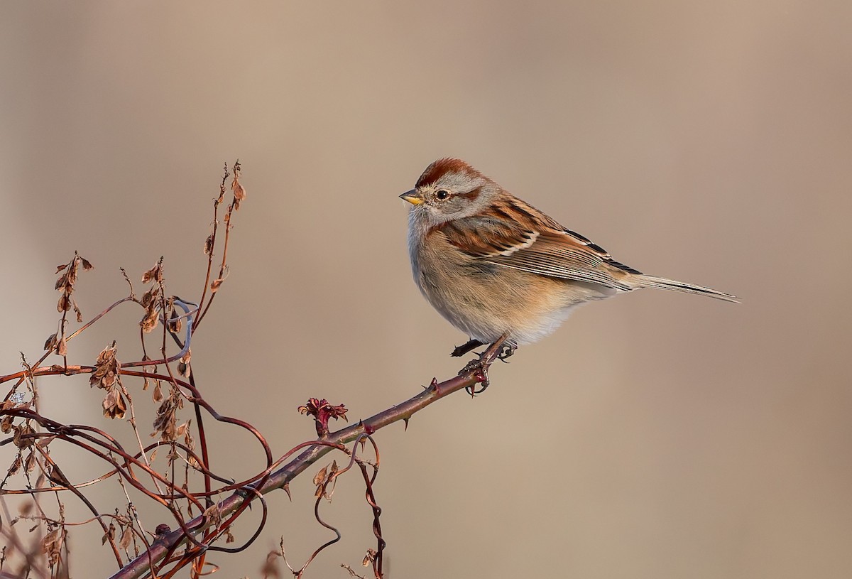 American Tree Sparrow - ML646400101