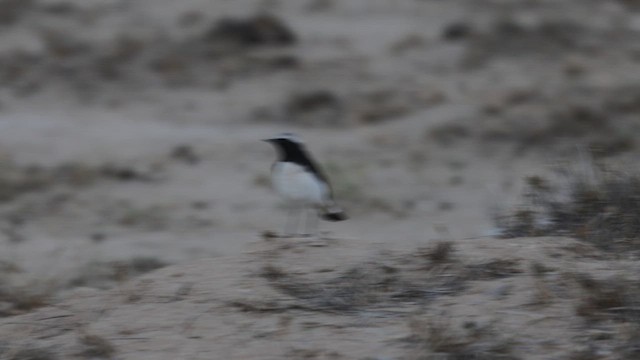 Variable Wheatear - ML646400109