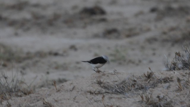 Variable Wheatear - ML646400110