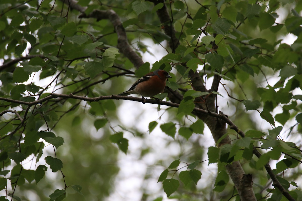 Common Chaffinch - ML646400113