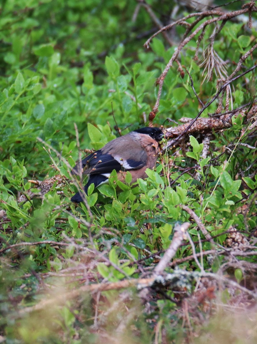 Eurasian Bullfinch - ML646400115