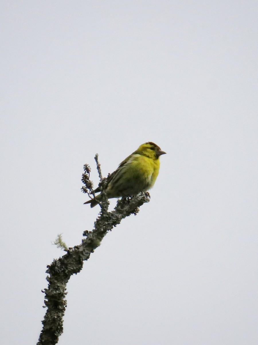 Eurasian Siskin - ML646400118