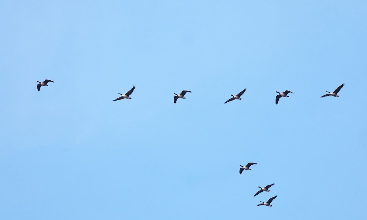 Canada Goose - ML646400120