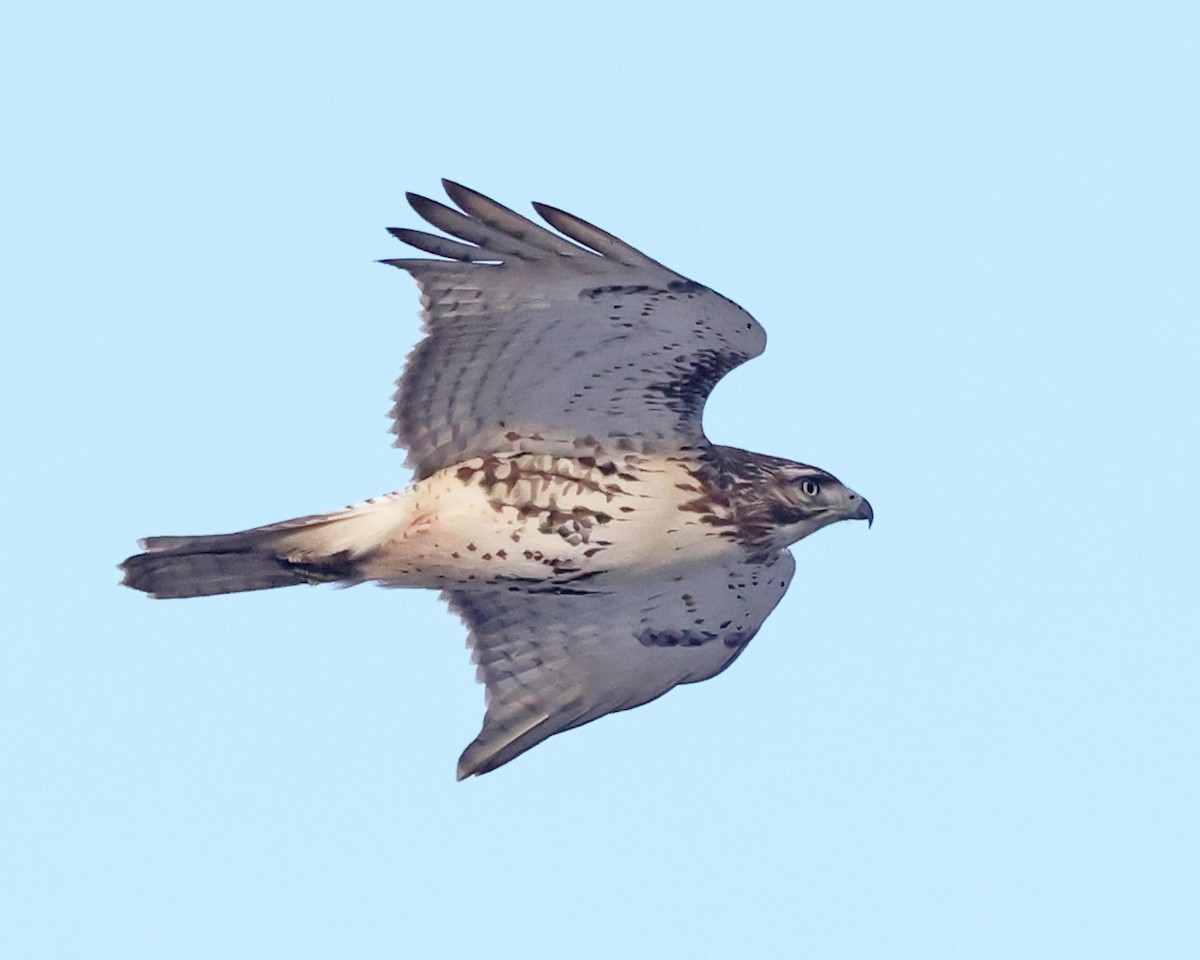 Red-tailed Hawk - ML646400122