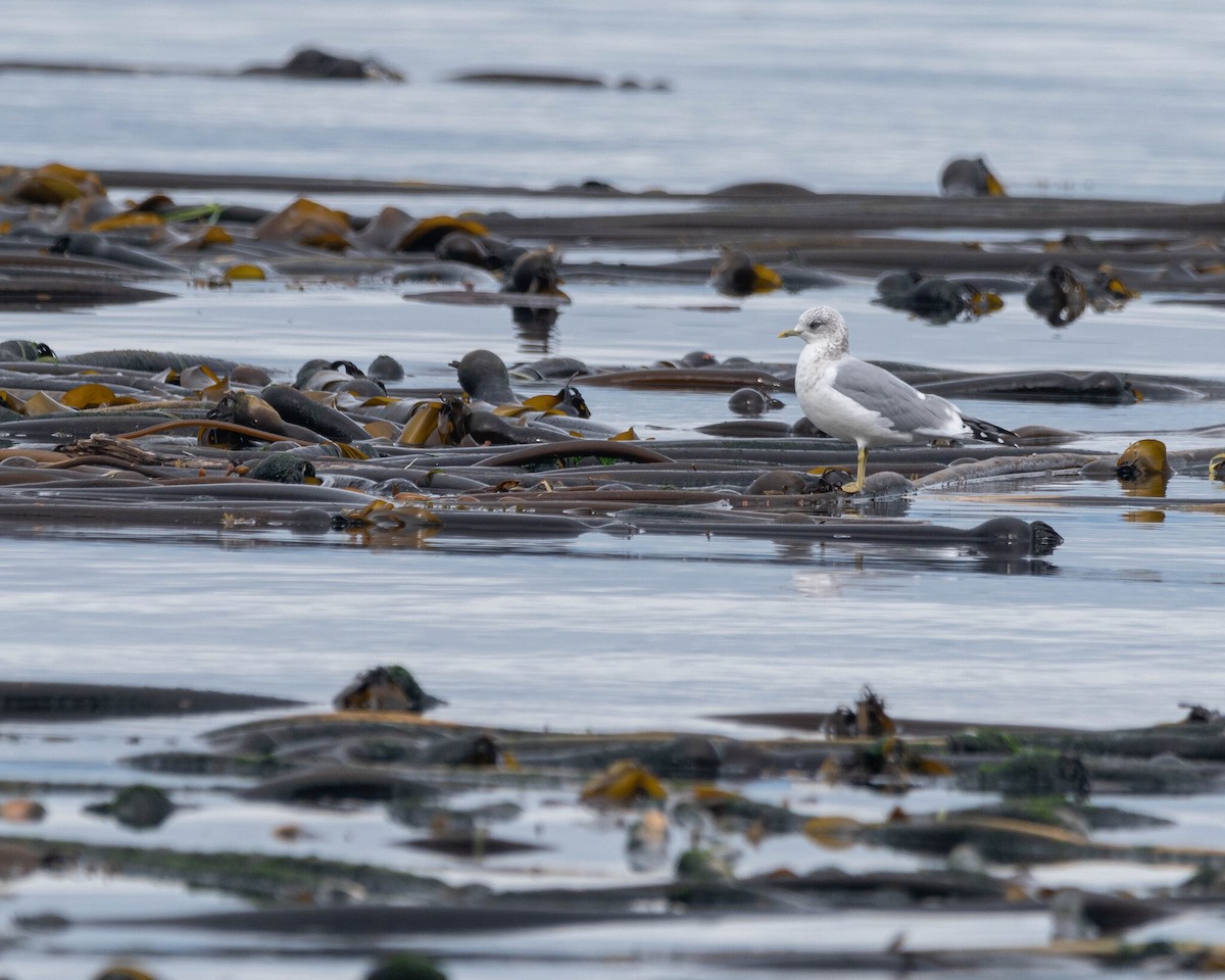 Short-billed Gull - ML646400123