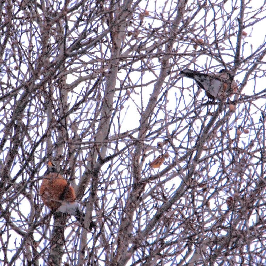 Странствующий дрозд - ML646400124