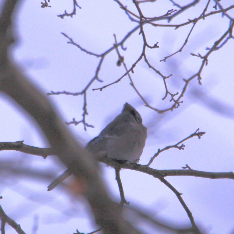 Blue Jay - ML646400127