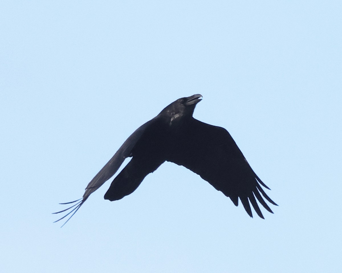 Common Raven - ML646400128