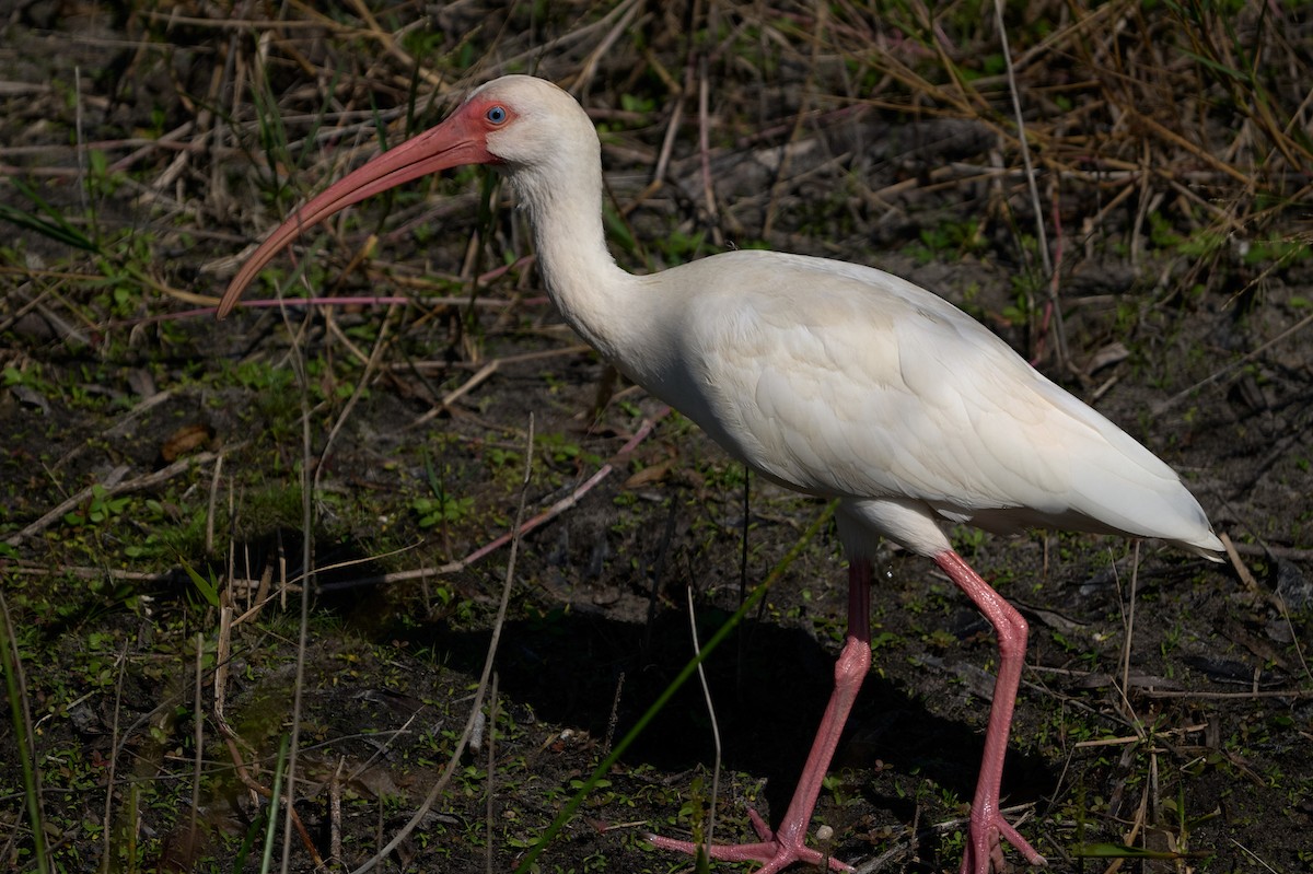 White Ibis - ML646400129